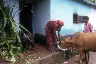 A tribal woman feeding the cow in Attapadi