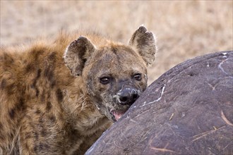 Spotted hyena