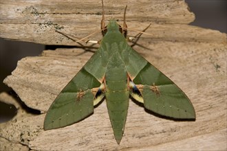 Insects