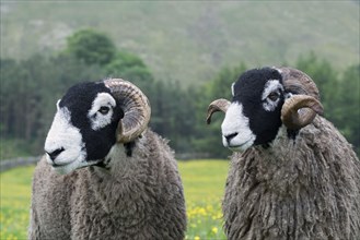 Swaledale sheep