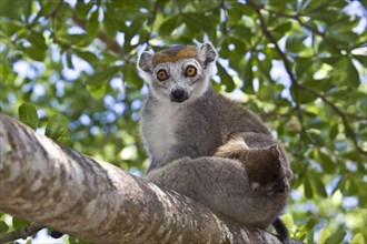 Female crowned lemur with baby at the palmarium