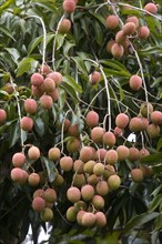 Litchi fruit growing on the tree