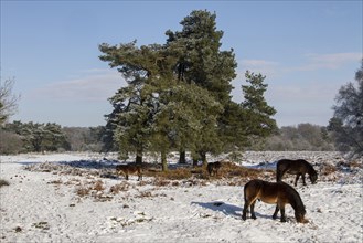 Knettishall Heath is one of Suffolks largest surviving areas of Breckland heath now managed by the Suffolk Wildlife Trust. Exmoor ponies have been introduced to help maintain the more open Breck Heath...