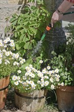 Watering garden flowers in containers with hosepipe