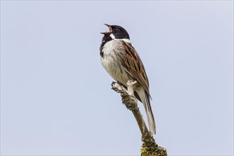 Common Reed Bunting