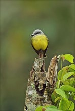 Adult Tropical Kingbird