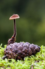 Earpick fungus