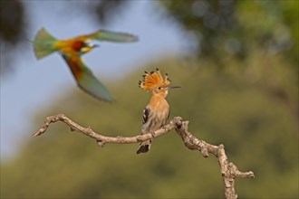 Eurasian Hoopoe