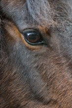 A close up on the eye of a New Forest Pony