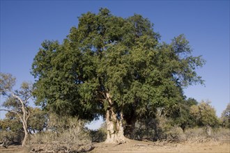 Mashatu tree