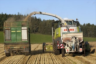 Claas forage harvester unloading into a tractor and trailer