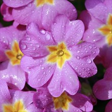 Nahaufnahme von mit Regentropfen bedeckten rosa lila Primel Blumen im Fruehling
