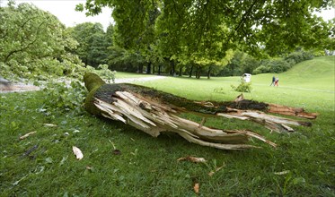 Fallen tree after heavy storm