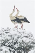 White stork pair courting amidst a snowstorm in their nest during breeding season