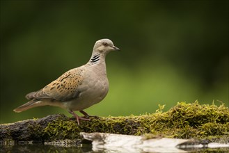 Eurasian Turtle-dove