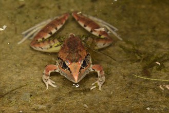 Sharp-nosed rocket frog