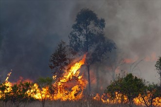 Flames of a burning bushfire