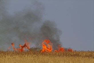 Controlled burning of reeds in coastal reed habitat