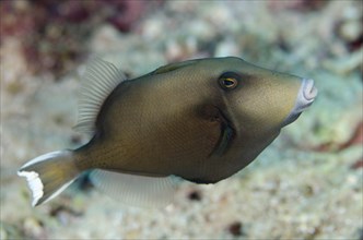 Flagtail triggerfish