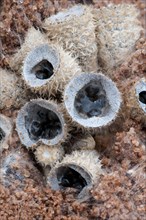 Fruiting body of the dung bird's nest fungus