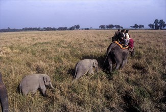 Tourists on elephant back at kaziranga national park