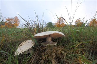 Two field mushroom