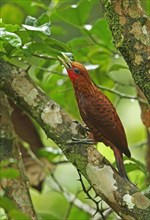 Chestnut-colored woodpecker