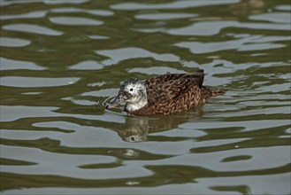 Laysan duck