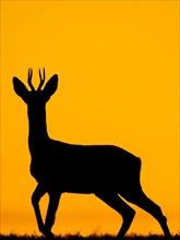 Western Roe Deer