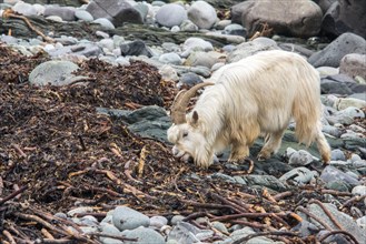 Wild white goat feeding on seaweed on stone beach Isle of Jura