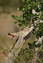 Zambezi Kudu