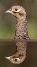 Common Pheasant