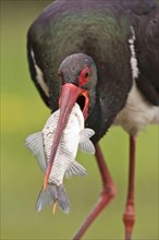 Adult black stork