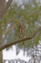Peruvian Pygmy Owl