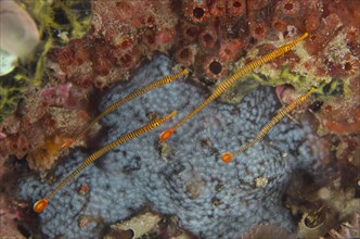 Yellow-banded pipefish