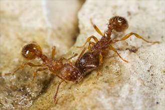 Sabre-thorned knot ant