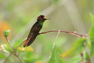 Ruby-topaz Hummingbird