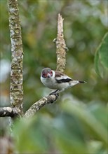 Masked tityra