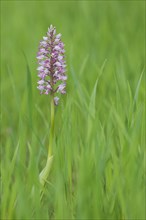 Helm's orchid