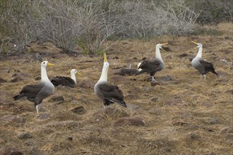 Waved Albatross Exhibition on Espanola Island