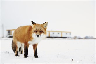 American red fox