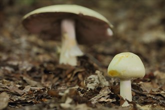 Young wood mushroom