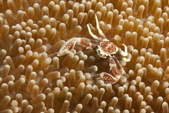 Spotted anemone crab