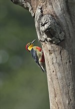 Yellow-fronted woodpecker