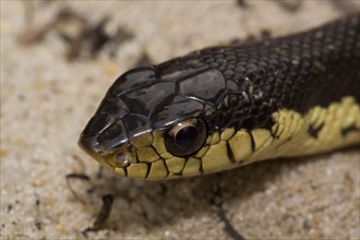 Madagascar Hooked Snake