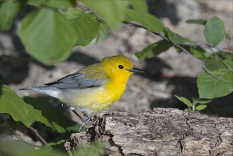 Prothonotary warbler