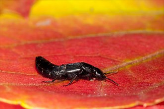 A devil's coach-horse beetle