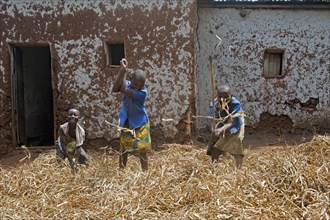 Children threshing the bean crop with sticks in front of their house. Rwanda