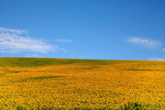 Huge sunflower fields