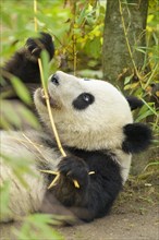 Giant Panda